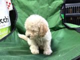 Show Maltipoo